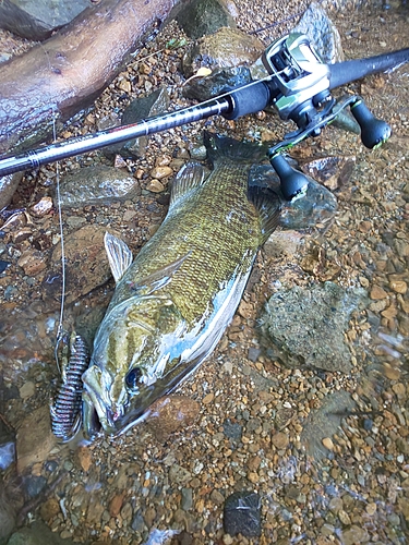 スモールマウスバスの釣果