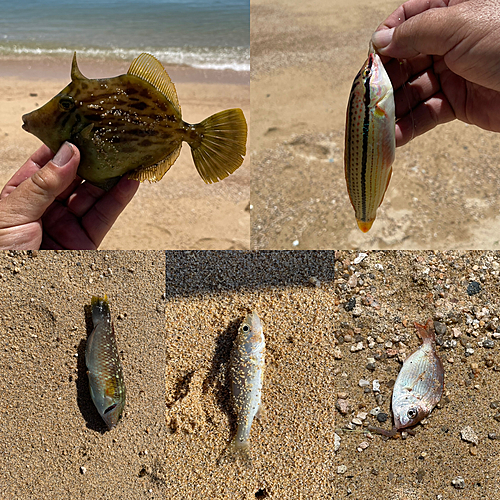 カワハギの釣果