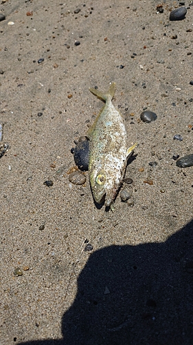 ワカシの釣果