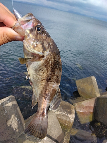 クロソイの釣果