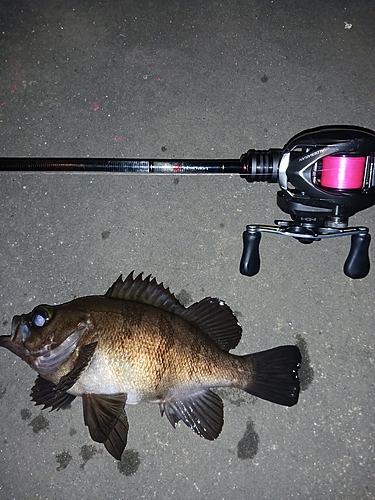 シロメバルの釣果