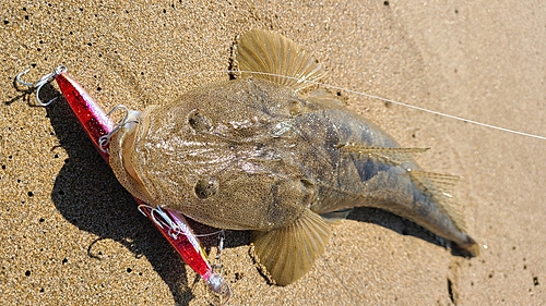 マゴチの釣果