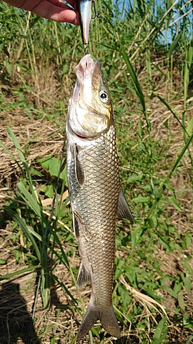 ニゴイの釣果