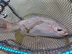 ニジマスの釣果