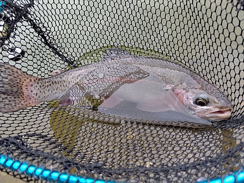 ニジマスの釣果