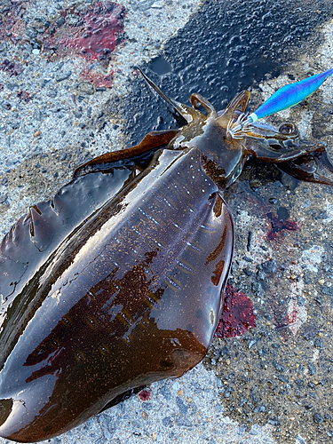 アオリイカの釣果