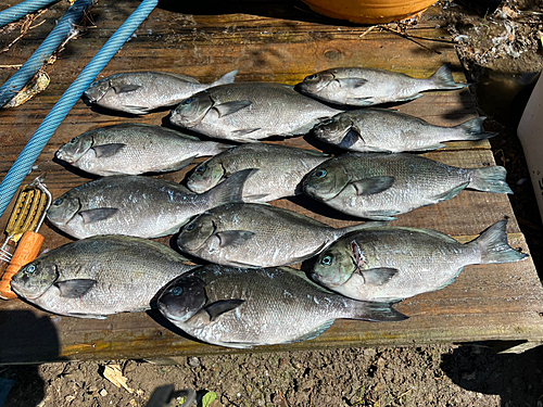 グレの釣果