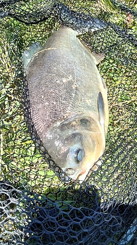 コロソマの釣果