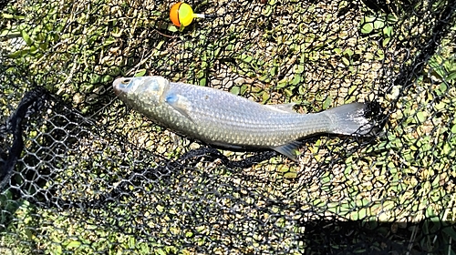 コノシロの釣果