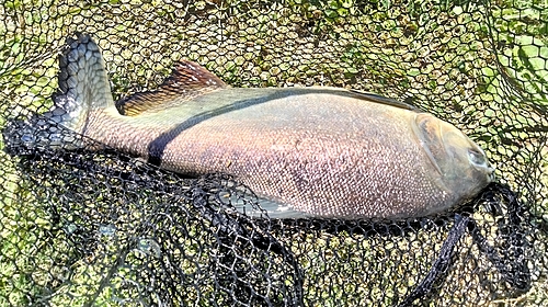 コロソマの釣果