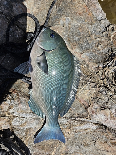 オナガグレの釣果