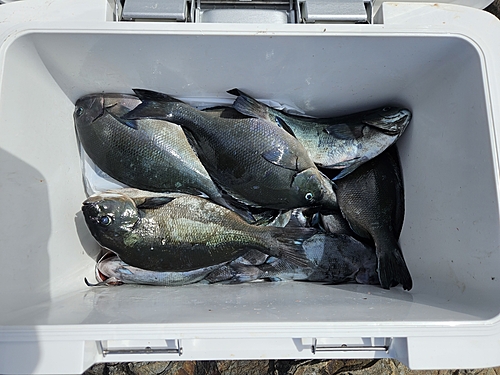 オナガグレの釣果