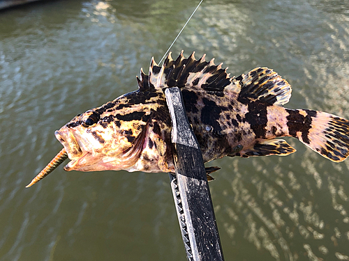 タケノコメバルの釣果