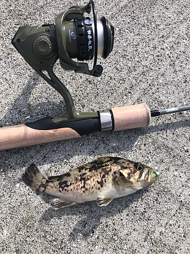 クロソイの釣果