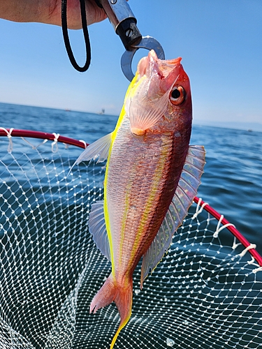 イトヨリダイの釣果