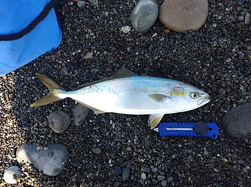 ワカシの釣果