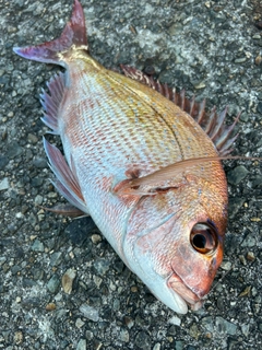 マダイの釣果