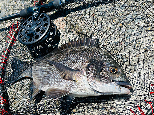 クロダイの釣果