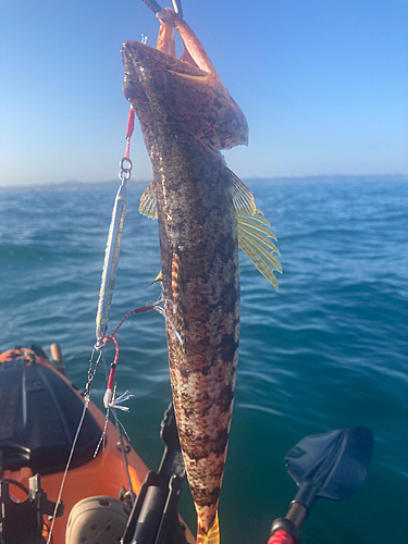 エソの釣果