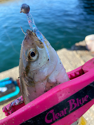 ショゴの釣果