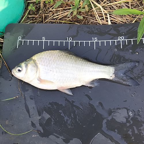 ヘラブナの釣果