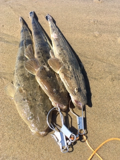 マゴチの釣果