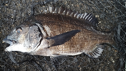 チヌの釣果