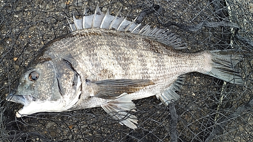 チヌの釣果