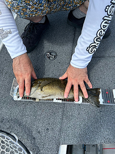 スモールマウスバスの釣果