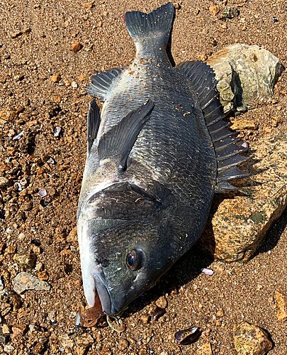 チヌの釣果