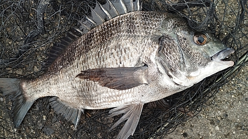 チヌの釣果