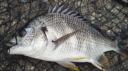 キビレの釣果