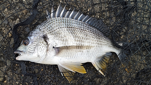 キビレの釣果