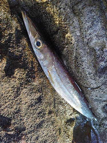 カマスの釣果