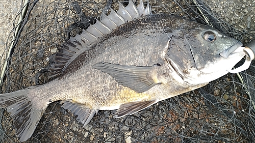 チヌの釣果