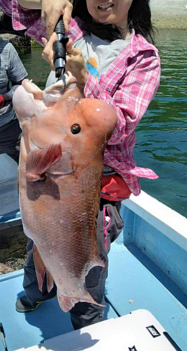 カンダイの釣果