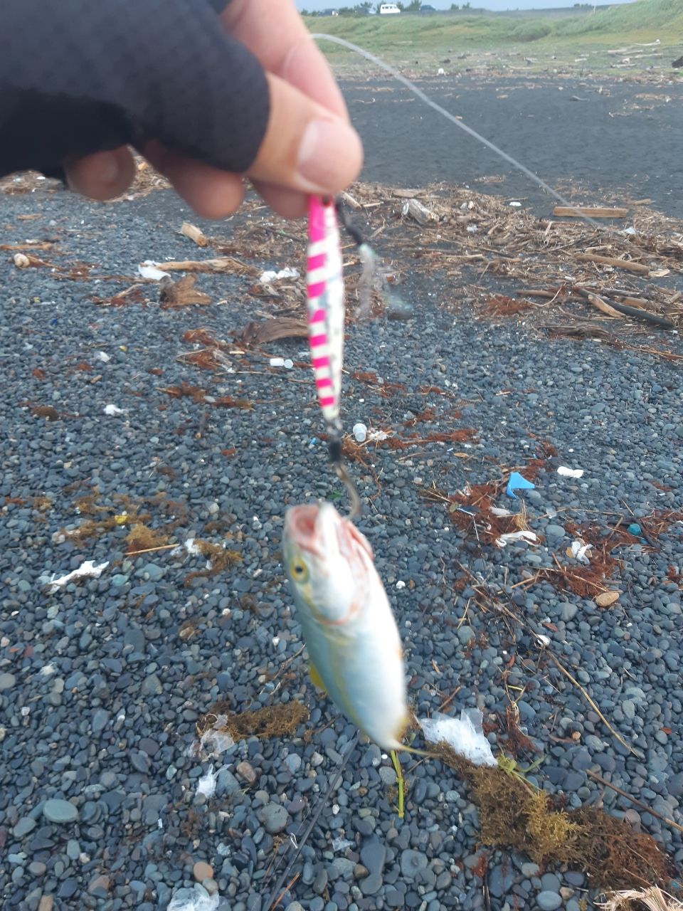 ワカシ