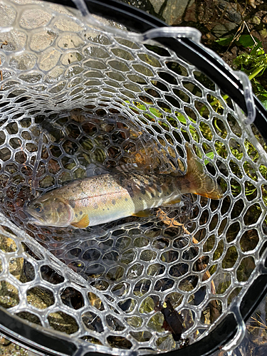 ヤマメの釣果