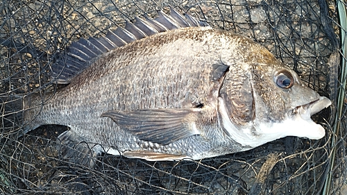 チヌの釣果