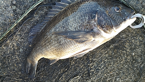 チヌの釣果