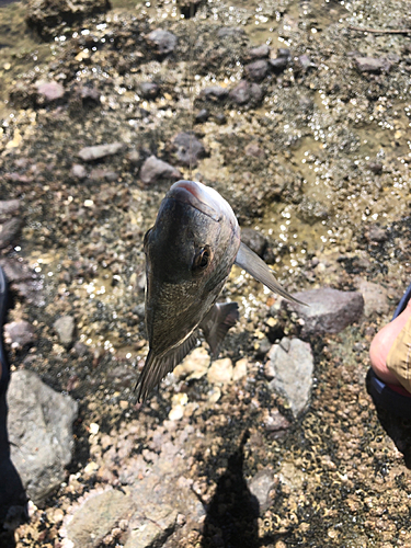 メイタの釣果