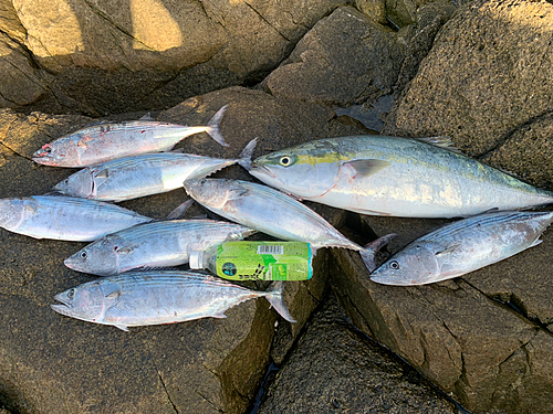 ブリの釣果