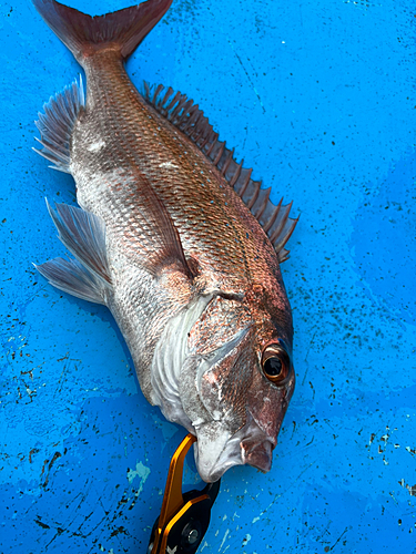 マダイの釣果