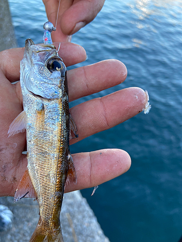 ムツの釣果