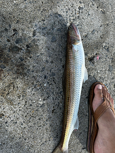 エソの釣果