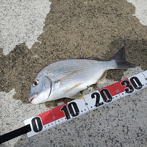 ヘダイの釣果