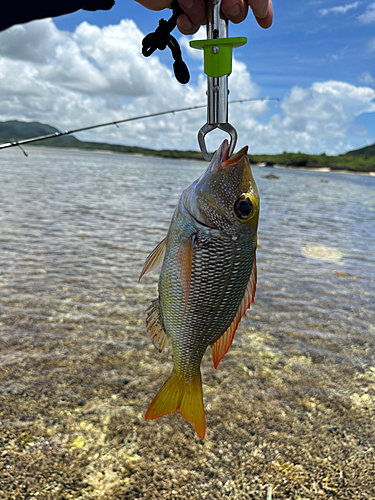 クチナジの釣果