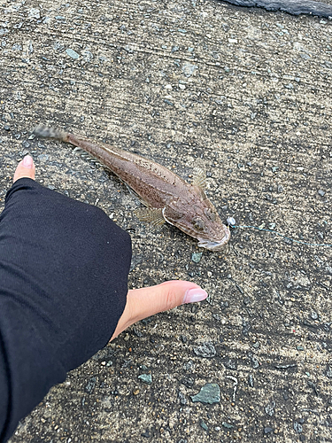 コチの釣果