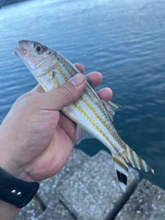 ミナミヒメジの釣果