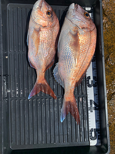 タイの釣果